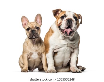 French Bulldog Open Mouth Stock Photos - 1,208 Images | Shutterstock