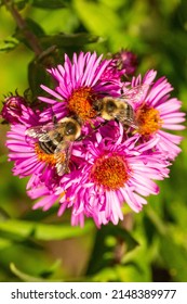 Two Bumble Bees Foraging On Pink Aster Flowers, At The Fells In Newbury, New Hampshire.
