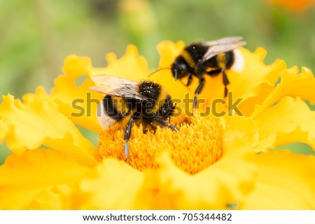 two bumblebees on a yellow flower collects pollen, selective focus, nature background