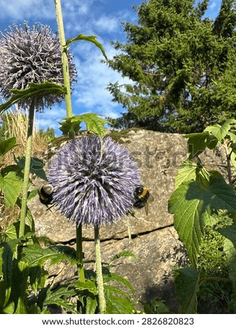 Two Bumblebees Pollinating a Purple Globe Thistle Flower in a Sunny Garden

Two bumblebees collecting nectar and pollen from a beautiful purple globe thistle flower in a sunny garden. Natural outdoor scene with green foliage, blue sky and granite rocks, highlighting pollination, biodiversity and the important role of bees in nature.