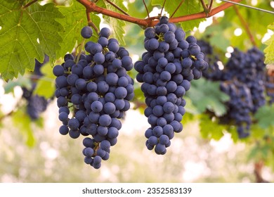 two bunches of blue wine grapes in the vineyard - Powered by Shutterstock