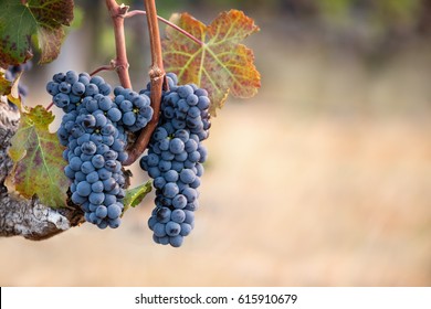 Two Bunches Of Cabernet Franc Grapes On Vine With Copy Space