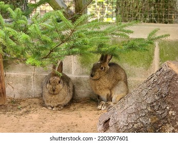 Two Bunnies Curled Up Next To A Wall.