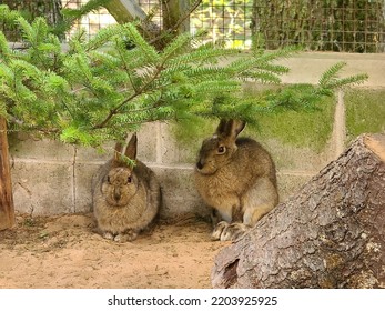 Two Bunnies Curled Up Next To A Wall.