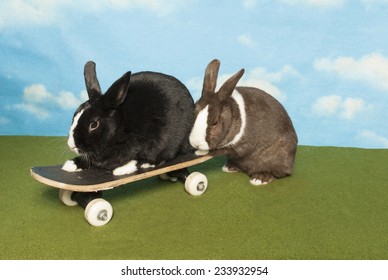 Two Bunnies on a Skateboard
