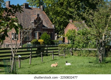Two bunny rabbits play in a garden surrounded by a fence on a sunny summer day in rural area of Netherlands with typically Dutch architectures house