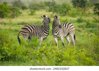 Two Burchells Zebra fighting (Equus burchelli) and standing in savanna, Kruger National Park, South Africa - Powered by Shutterstock