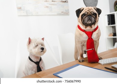 Two Business Dogs In Neckties Working Together In Office