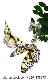 Two Butterflies Flying Together