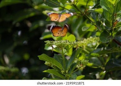 Two Butterflies Flying Together, Blurry Image.