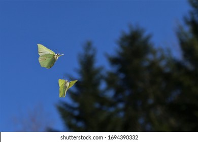 Two Butterflies Lemon Flying Together