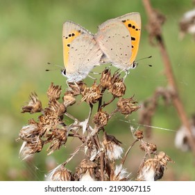 Two Butterflies Small Copper Close Up