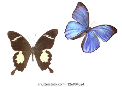 Two Butterfly On White Background Stock Photo 126984761 | Shutterstock