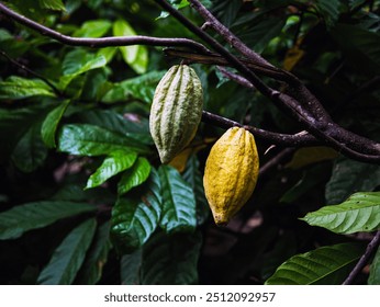 Two cacao on tree ,ripe cacao fruit and green cacao pod on cocoa tree plant fruit plantation