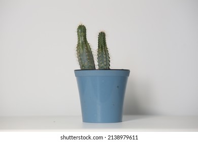 Two Cacti In A Blue Pot