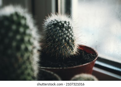 Two Cacti Grow In Winter