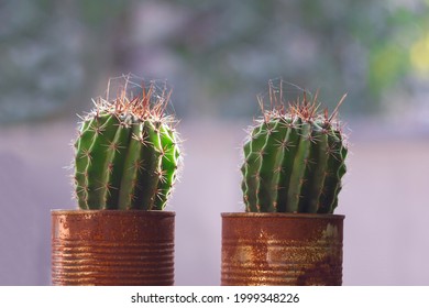 Two Cacti In Rusty Tin Pots