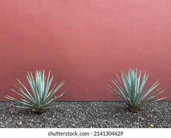 Two Cactus Succulent Agave Plants, Against A Red Wall, In Mexico City. A Mexican Scene, And A Background With Room For Text, Space For Copy.