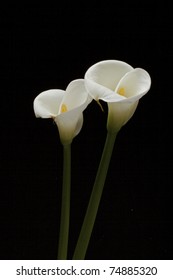 Two Cala Lily With Black Background