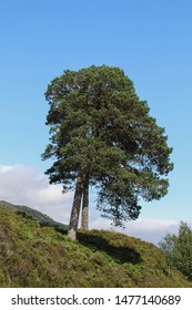 Two Caledonian Pines Near Loch Affric In Scotland