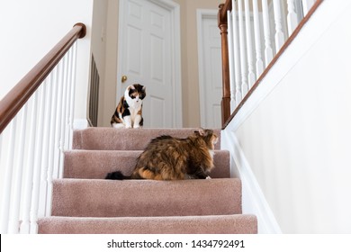 Two Calico Cats And Maine Coon Sitting On Carpet Floor On Top Of Second Story Level Of Home Looking Up By Railing Stairs Staircase Playing Jumping