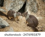 Two California Ground Squirrels do not resist and appreciate each other. The cave behind them is their home.  It took me a long time to capture this image that is rarely seen in the photography indust