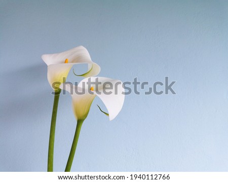 Two calla lilies flowers on blue stucco wall background.