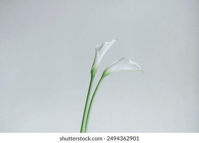 Two calla lilies on a white background - Powered by Shutterstock