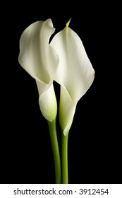 Two calla lilies standing beside each other with a black background