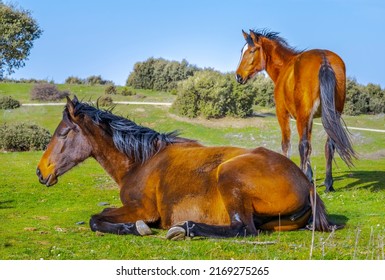 Two calm horses, laying and backward viewing  in a meadow grass field, selective focus in his head with reflected sunlight in his main and there's a tear in his eye as he's crying. Blue sky blurred.