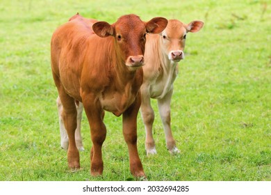 Two calves in the pasture close up - Limousin breed - Powered by Shutterstock