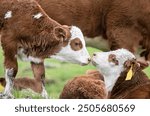 Two calves show affection towards each other. Auckland. 