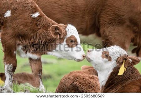 Two calves show affection towards each other. Auckland. 