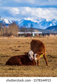 Two calves, young cows huddling, kissing, pasturing on farm land close to Invermere in Columbia valley, British Columbia, Canada. Ecological free run farming. Dignity, love, accordance with nature.