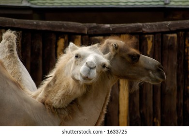 Two camels