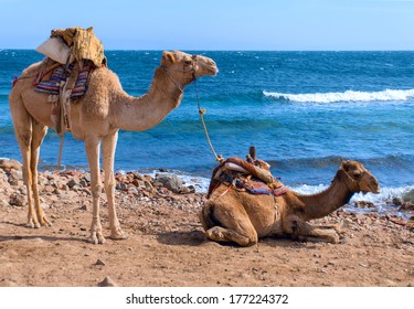 Two camels.
