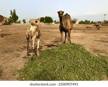 Two camels are stand the third is walking in the ground. Both camels graze the grass.Wide ground are present some buildings are also present in the behind of camels.