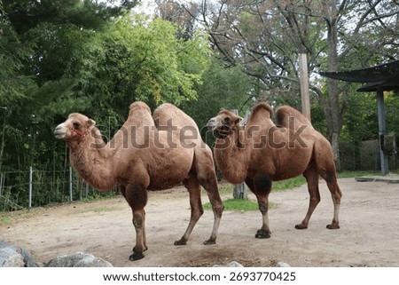 Two camels standing pretty for the camera