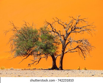 Two camelthorn tree against an orange dune background. First green and alive and second dry and dead. Sossusvlei, Namib-Naukluft National Park, Namibia, Africa.