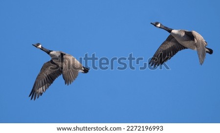Two Canada geese in flight.