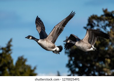 Two canada geese flying above salt marsh
