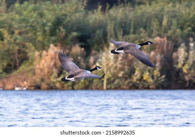 Two Canada Geese Flying Over The Lake