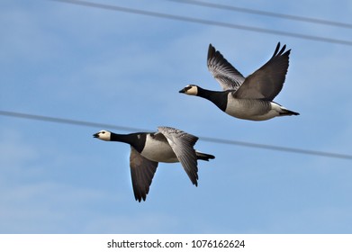 Two Canada gooses flying back from the south - Powered by Shutterstock
