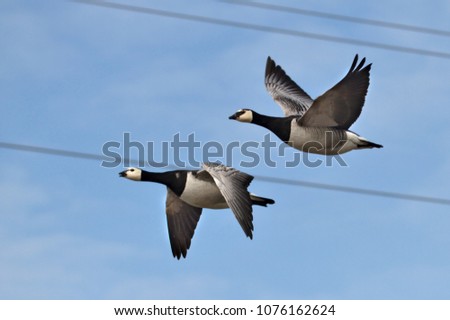 Two Canada gooses flying back from the south