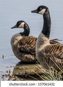 Two Canadian Geese