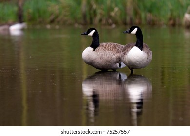 Two Canadian Geese