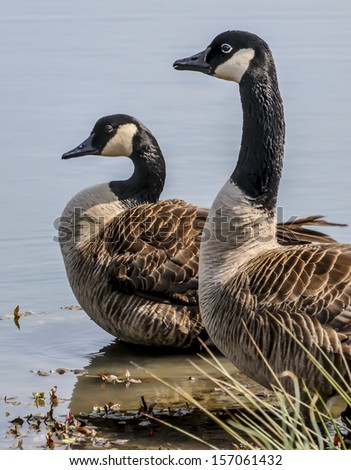 Two Canadian geese