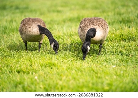 Two Canadian geese eating grass. 