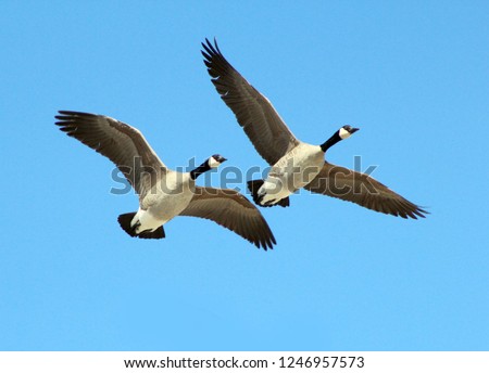 Two Canadian Geese Flying