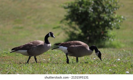 Two Canadian Geese In A Grassland